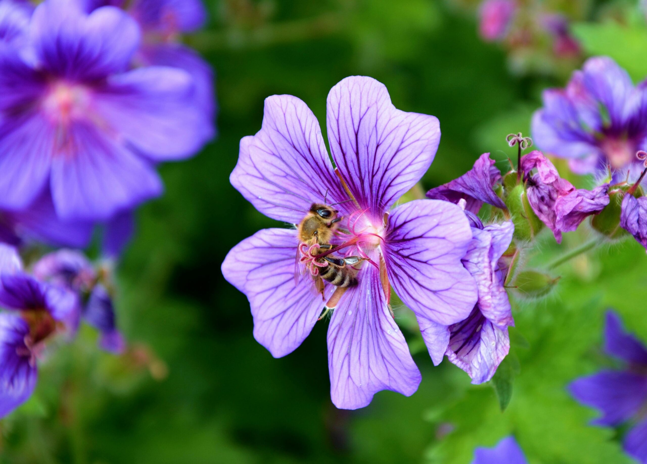 bij op bloem